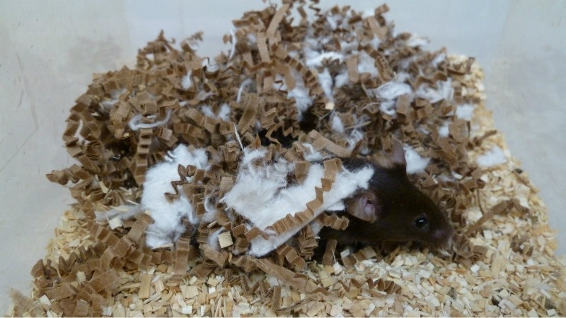 Where do mice live?
