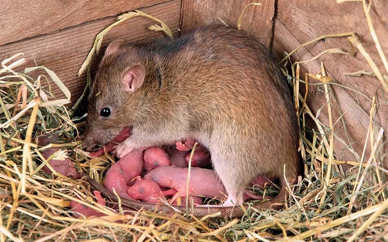Rats Offspring