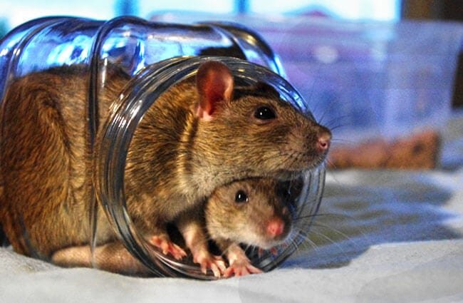 Rats in Glass Jar