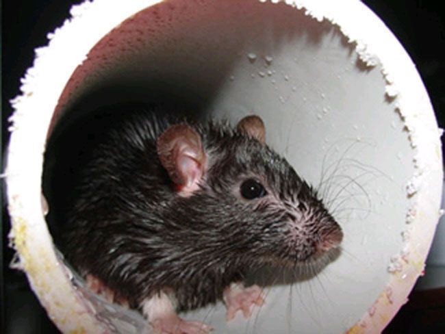 Mouse