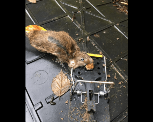 rat trap snap trap