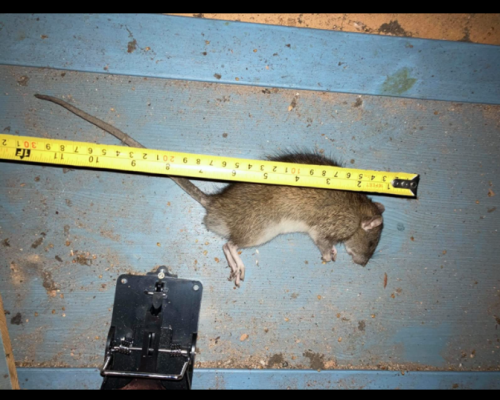 snap trap pest control rat mouse kill instant