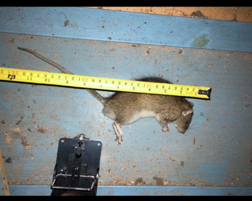 snap trap pest control rat mouse kill instant